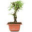 Ulmus parvifolia Nire, 19 cm, ± 8 Jahre alt