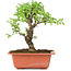 Ulmus parvifolia Nire, 19 cm, ± 8 years old