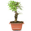 Ulmus parvifolia Nire, 19 cm, ± 8 years old