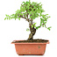 Ulmus parvifolia Nire, 19 cm, ± 8 years old