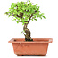 Ulmus parvifolia Nire, 17 cm, ± 8 years old