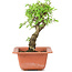 Ulmus parvifolia Nire, 17 cm, ± 8 years old