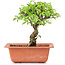 Ulmus parvifolia Nire, 17 cm, ± 8 years old