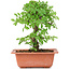 Ulmus parvifolia Nire, 18,5 cm, ± 8 years old