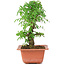 Ulmus parvifolia Nire, 18,5 cm, ± 8 years old