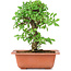 Ulmus parvifolia Nire, 18,5 cm, ± 8 years old