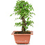 Ulmus parvifolia Nire, 18,5 cm, ± 8 Jahre alt