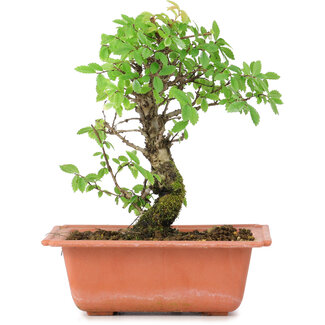 Ulmus parvifolia Nire, 17 cm, ± 8 Jahre alt