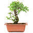 Ulmus parvifolia Nire, 17 cm, ± 8 years old