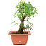 Ulmus parvifolia Nire, 17 cm, ± 8 years old