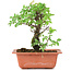 Ulmus parvifolia Nire, 17 cm, ± 8 years old