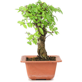 Ulmus parvifolia Nire, 18 cm, ± 8 anni