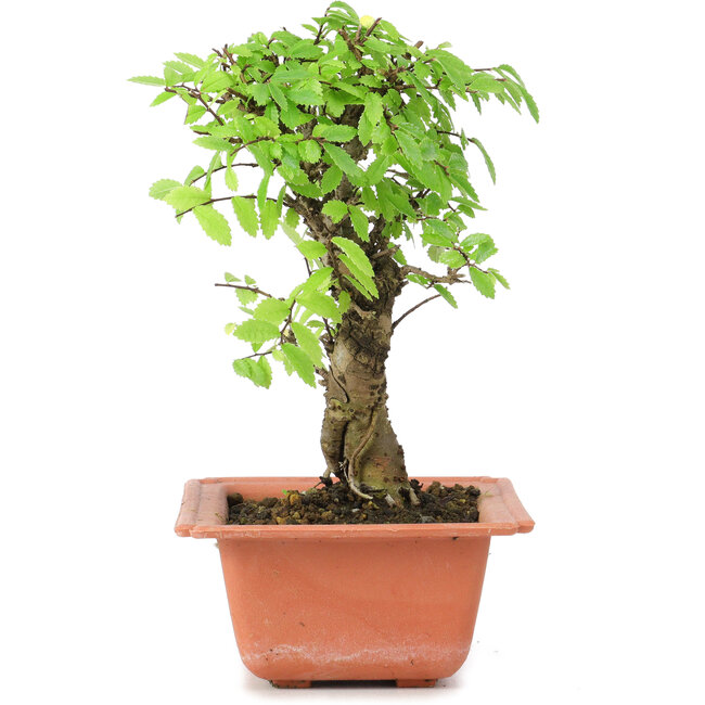 Ulmus parvifolia Nire, 18 cm, ± 8 years old