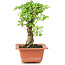 Ulmus parvifolia Nire, 18 cm, ± 8 years old