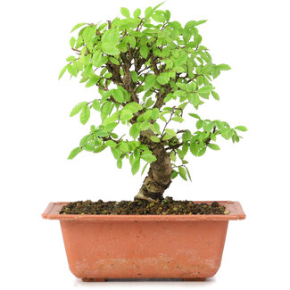 Ulmus parvifolia Nire, 18 cm, ± 8 jaar oud