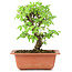 Ulmus parvifolia Nire, 18 cm, ± 8 years old