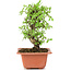 Ulmus parvifolia Nire, 18 cm, ± 8 years old