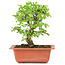 Ulmus parvifolia Nire, 18 cm, ± 8 Jahre alt