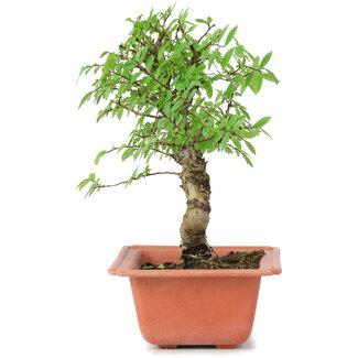 Ulmus parvifolia Nire, 19 cm, ± 8 jaar oud