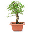 Ulmus parvifolia Nire, 19 cm, ± 8 years old