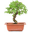 Ulmus parvifolia Nire, 19 cm, ± 8 years old