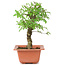 Ulmus parvifolia Nire, 19 cm, ± 8 Jahre alt