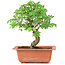 Ulmus parvifolia Nire, 19 cm, ± 8 Jahre alt