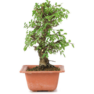 Ulmus parvifolia Nire, 19 cm, ± 8 anni