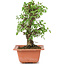 Ulmus parvifolia Nire, 19 cm, ± 8 years old