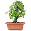 Ulmus parvifolia Nire, 19 cm, ± 8 years old