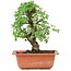 Ulmus parvifolia Nire, 19 cm, ± 8 Jahre alt