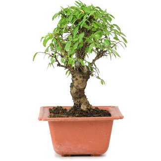 Ulmus parvifolia Nire, 16 cm, ± 8 anni