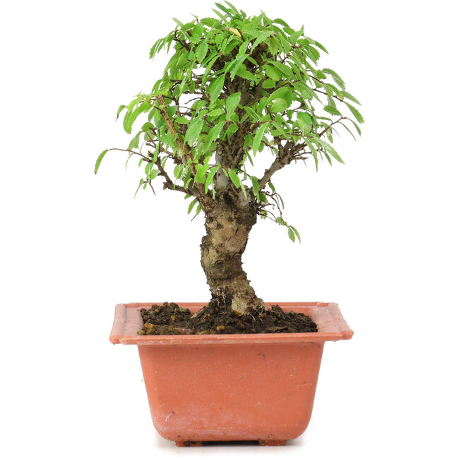 Ulmus parvifolia Nire, 16 cm, ± 8 Jahre alt