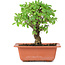 Ulmus parvifolia Nire, 16 cm, ± 8 years old