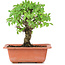 Ulmus parvifolia Nire, 16 cm, ± 8 years old