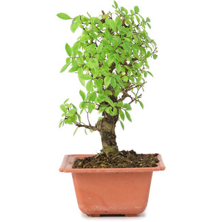 Ulmus parvifolia Nire, 19 cm, ± 8 anni