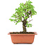 Ulmus parvifolia Nire, 19 cm, ± 8 years old