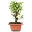 Ulmus parvifolia Nire, 19 cm, ± 8 years old