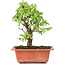 Ulmus parvifolia Nire, 19 cm, ± 8 years old