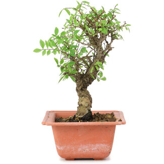 Ulmus parvifolia Nire, 17,5 cm, ± 8 Jahre alt