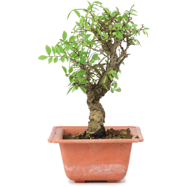 Ulmus parvifolia Nire, 17,5 cm, ± 8 Jahre alt