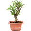 Ulmus parvifolia Nire, 17,5 cm, ± 8 years old