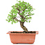 Ulmus parvifolia Nire, 17,5 cm, ± 8 years old