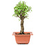 Ulmus parvifolia Nire, 21 cm, ± 8 years old