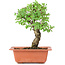 Ulmus parvifolia Nire, 19 cm, ± 8 years old