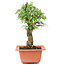 Ulmus parvifolia Nire, 19 cm, ± 8 years old