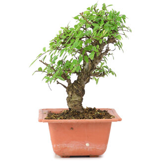 Ulmus parvifolia Nire, 17,5 cm, ± 8 anni