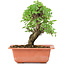 Ulmus parvifolia Nire, 17,5 cm, ± 8 years old