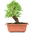 Ulmus parvifolia Nire, 17,5 cm, ± 8 years old