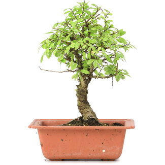 Ulmus parvifolia Nire, 20,5 cm, ± 8 Jahre alt